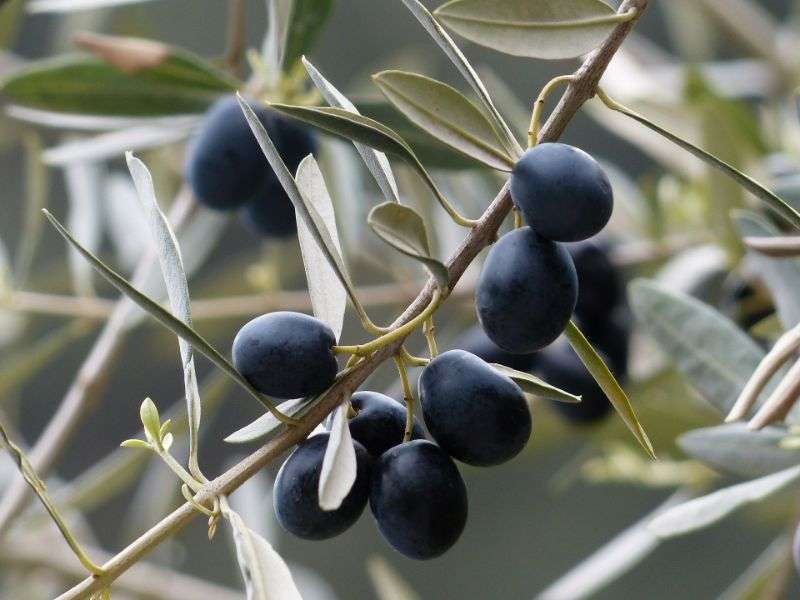 Olivenbäume richtig überwintern