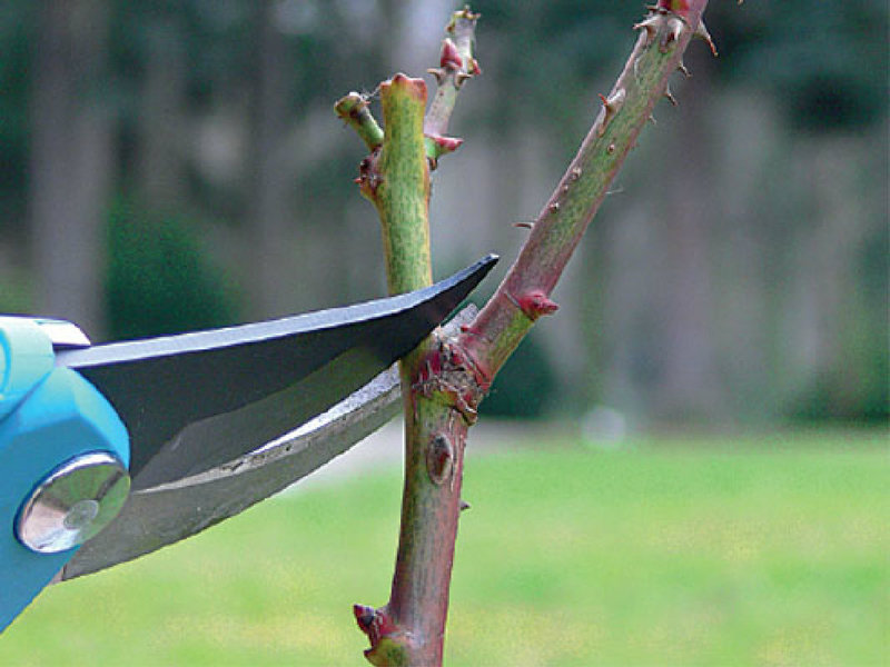 Gartenarbeiten im März - Mehr zur Pflege von Rasen und Rosen
