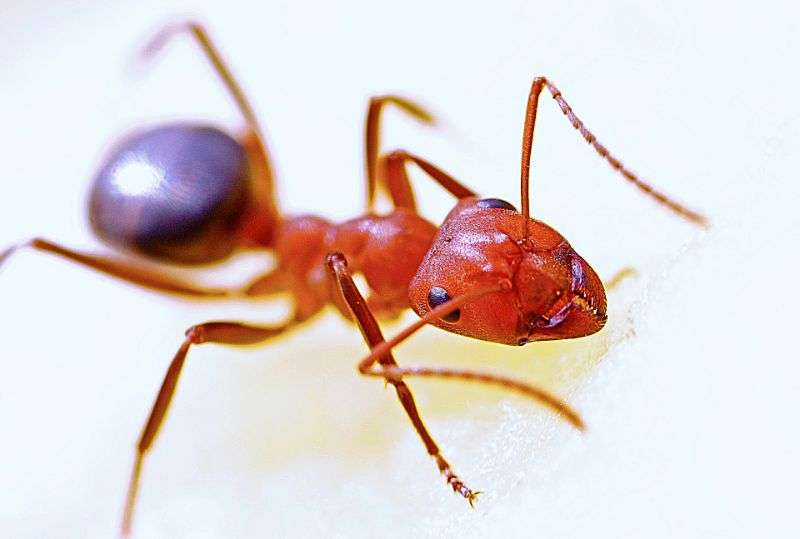 Ameisen im Haus und Garten – wie kann man sie bekämpfen