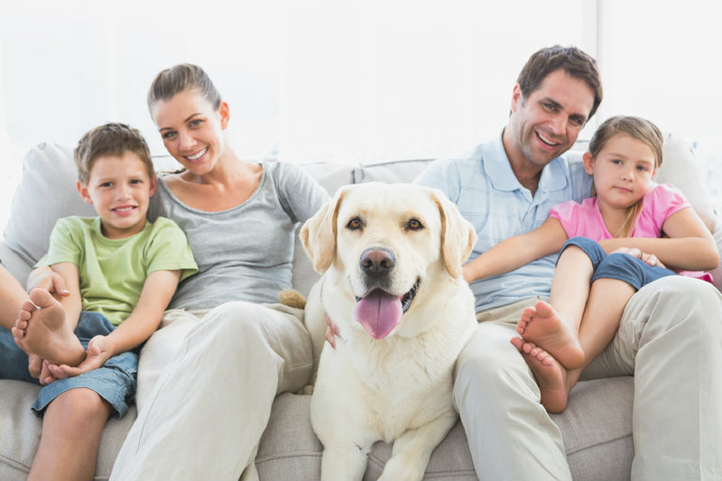 Wohnen mit Hund: Wichtige Tipps und Hinweise