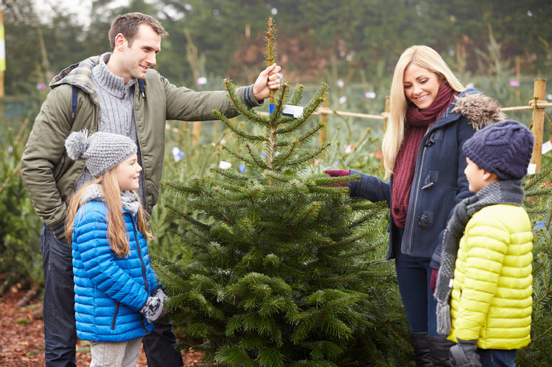 So haben Sie länger Freude an Ihrem Christbaum