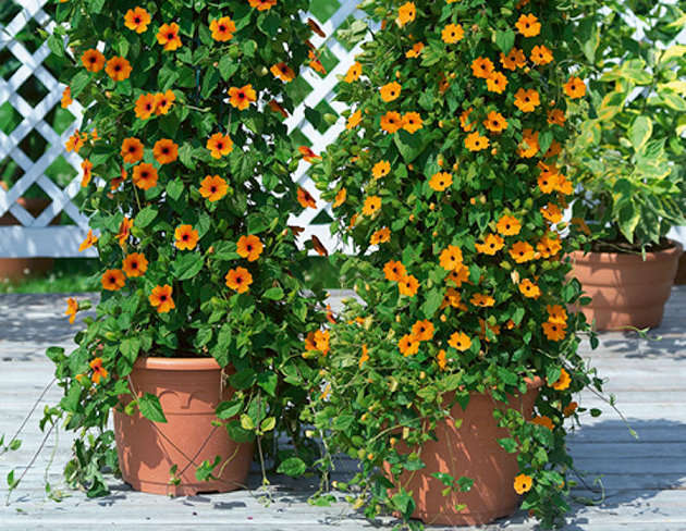 Tipp für Terrassen: Rankpflanzen im Kübel