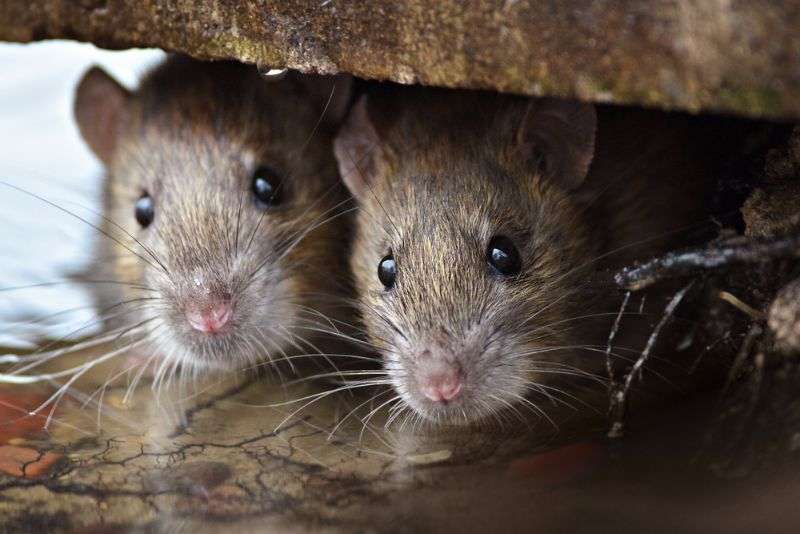 Ungebetene Gäste im Haus - Was hilft gegen Mäuse